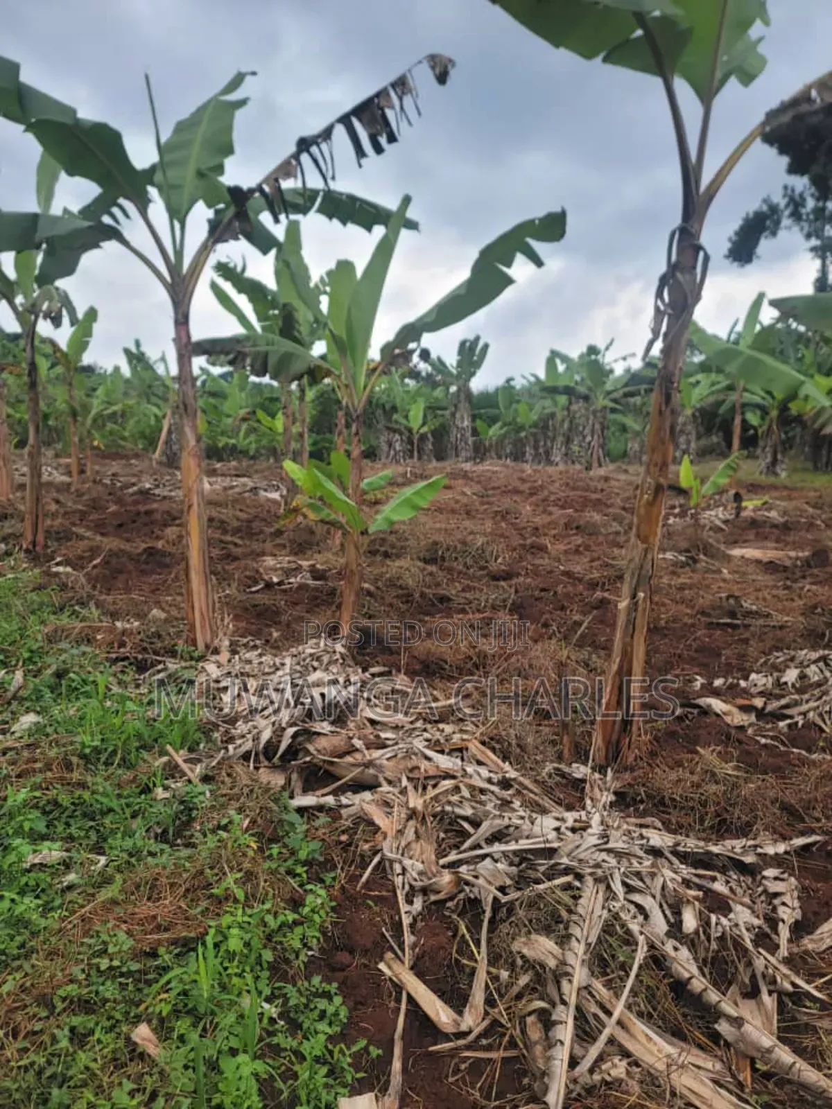 4acres of Land on Sale in Kalule Bombo Road