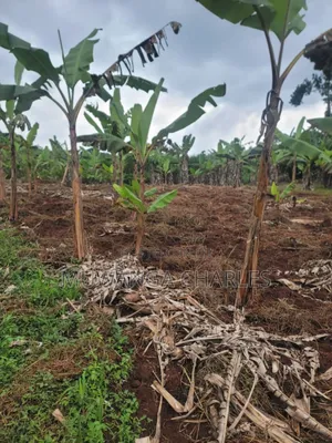 4acres of Land on Sale in Kalule Bombo Road
