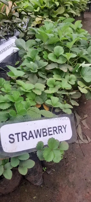 Strawberry Seedlings