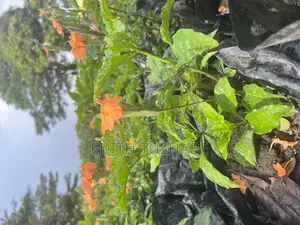 Flowers Fruits and Trees