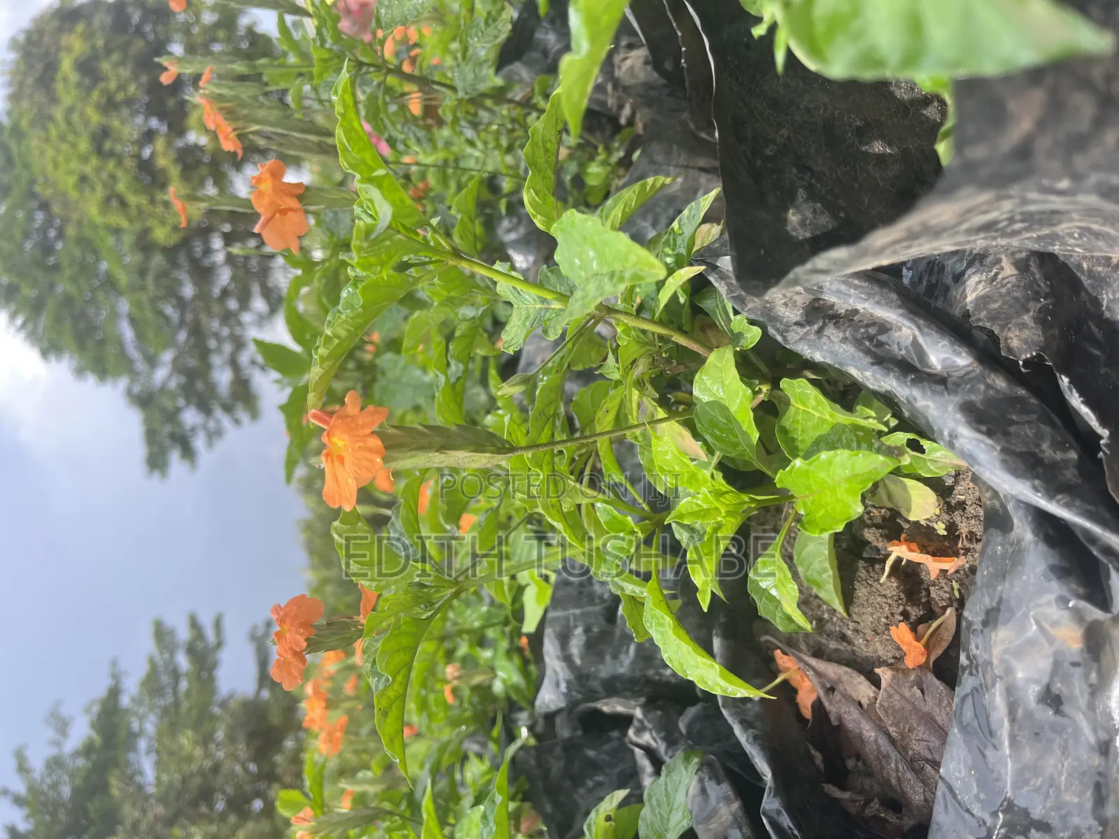 Flowers Fruits and Trees