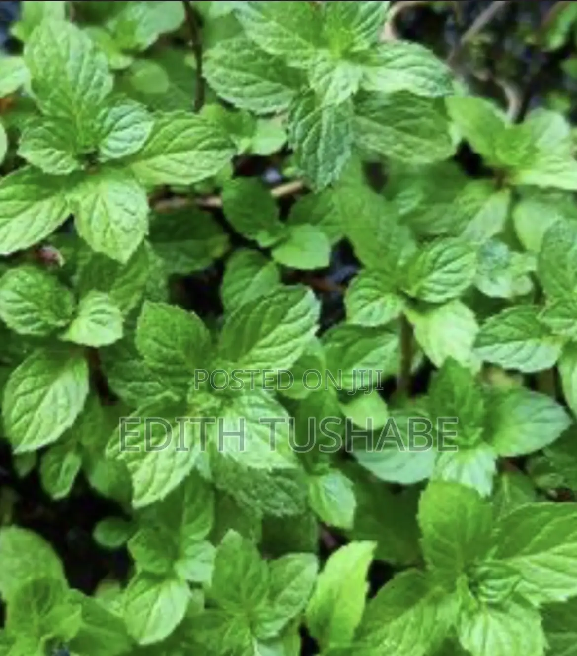 Fruits And Herbs