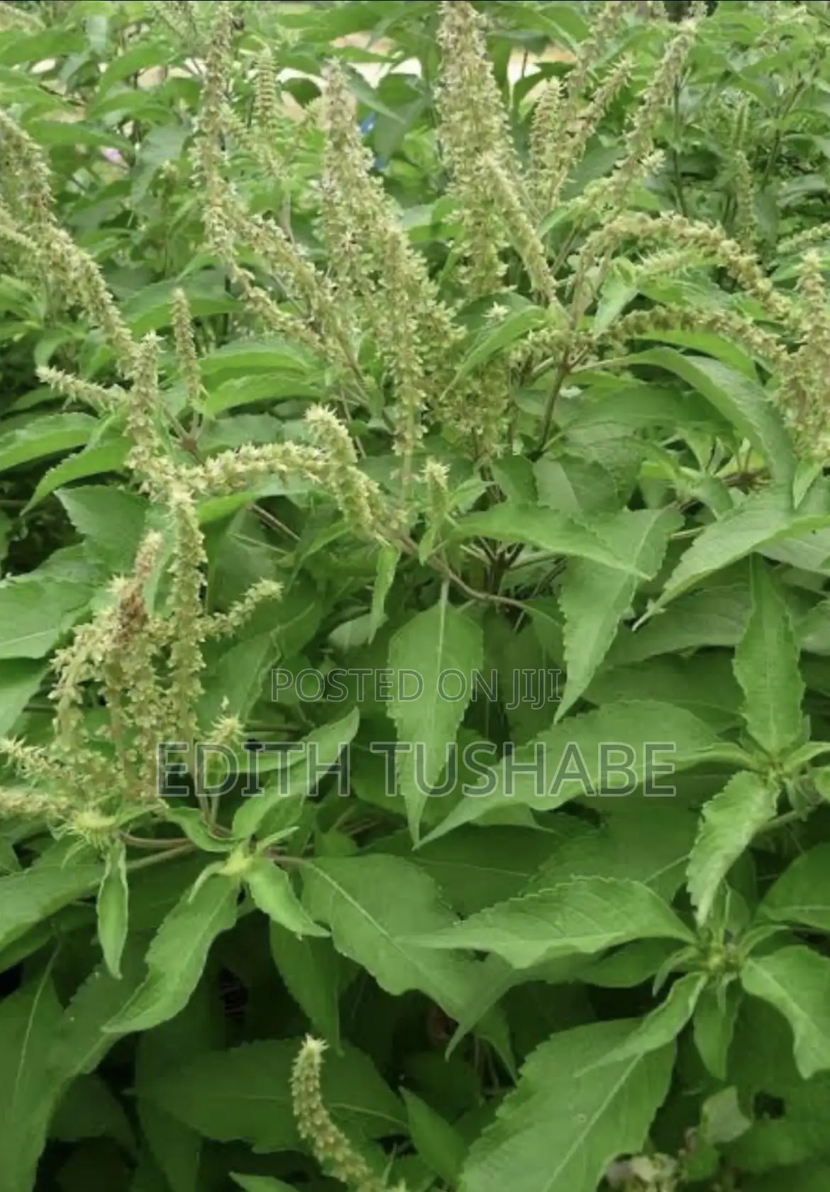 Fruits And Herbs