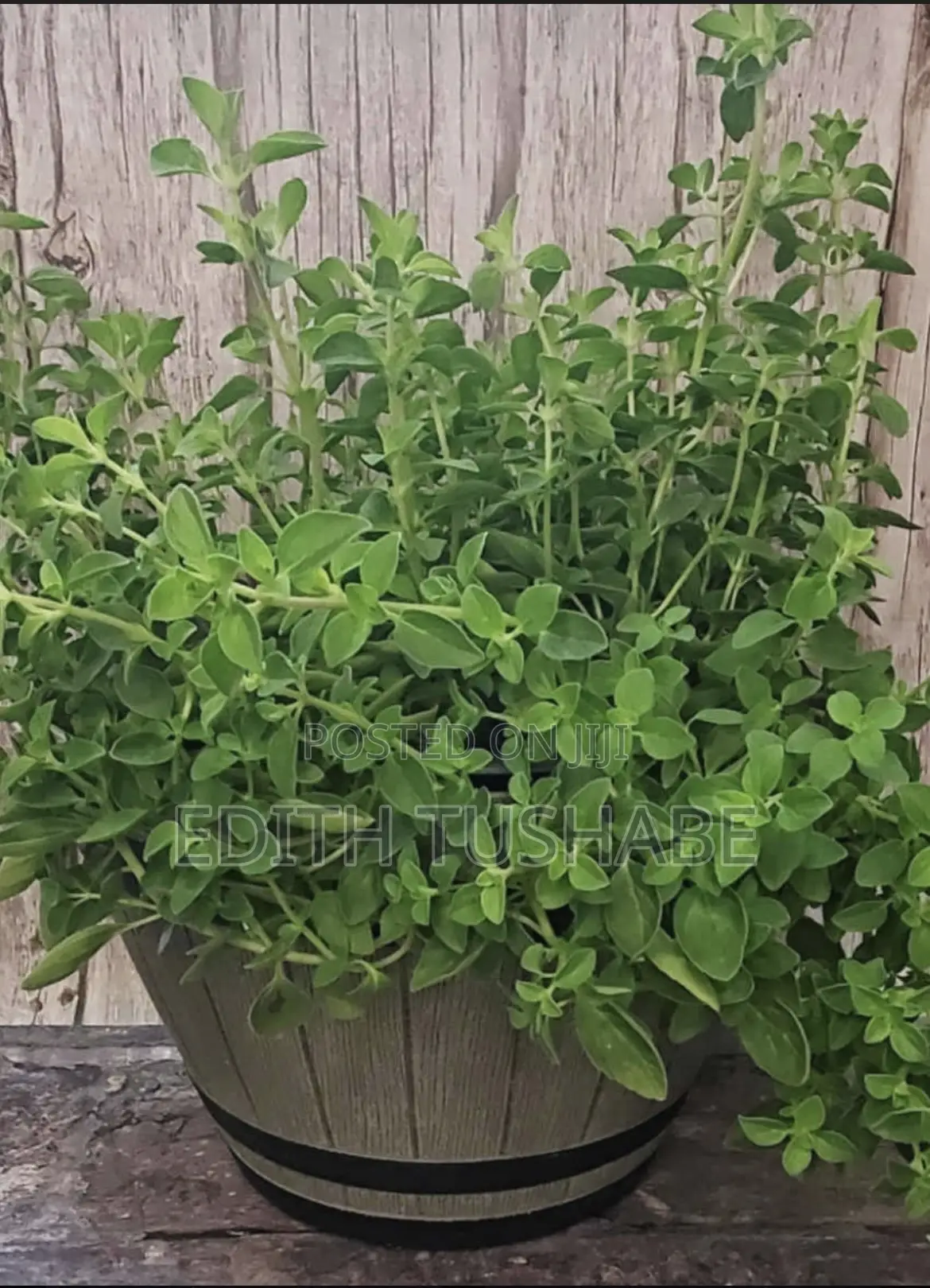 Fruits And Herbs