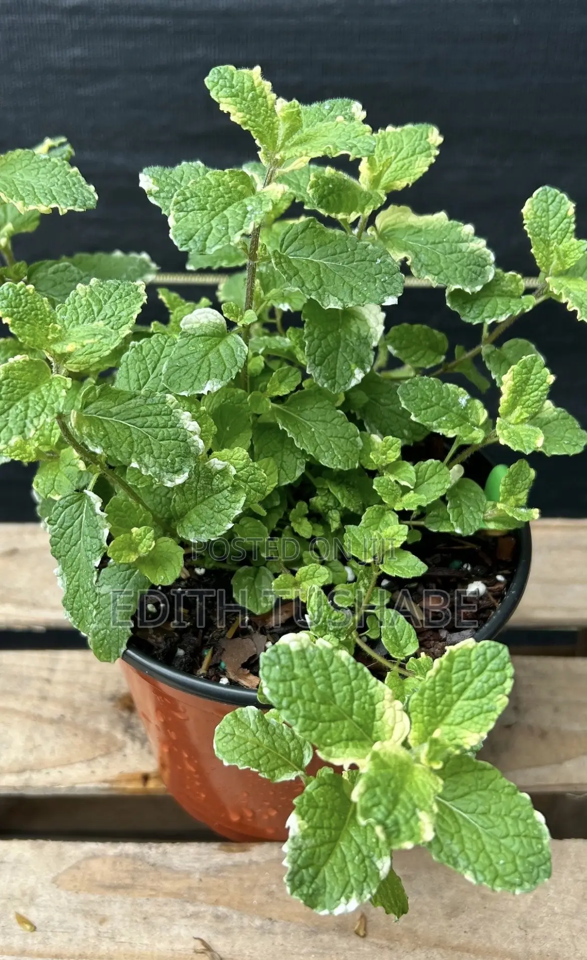 Fruits And Herbs