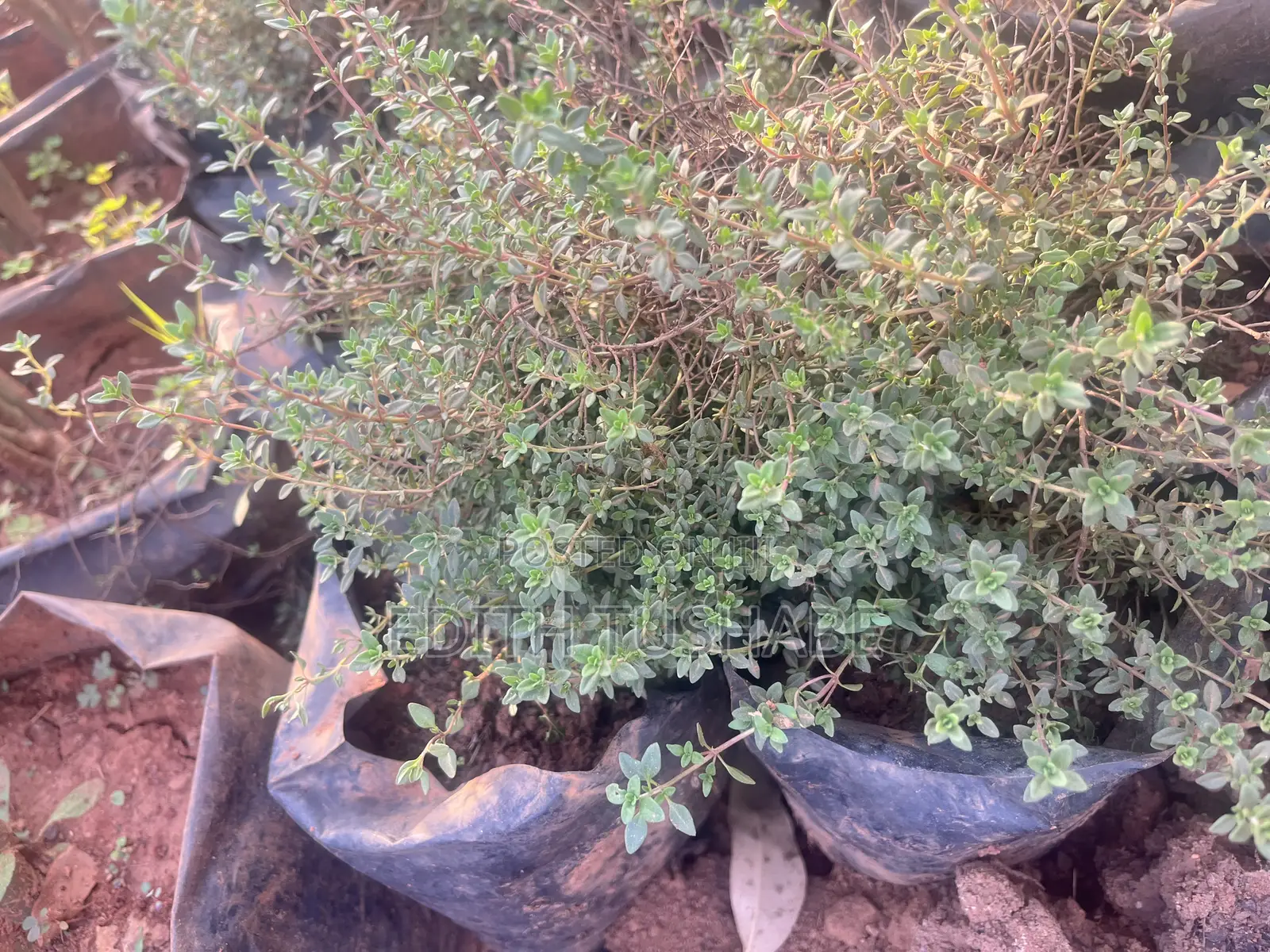 Fruits And Herbs
