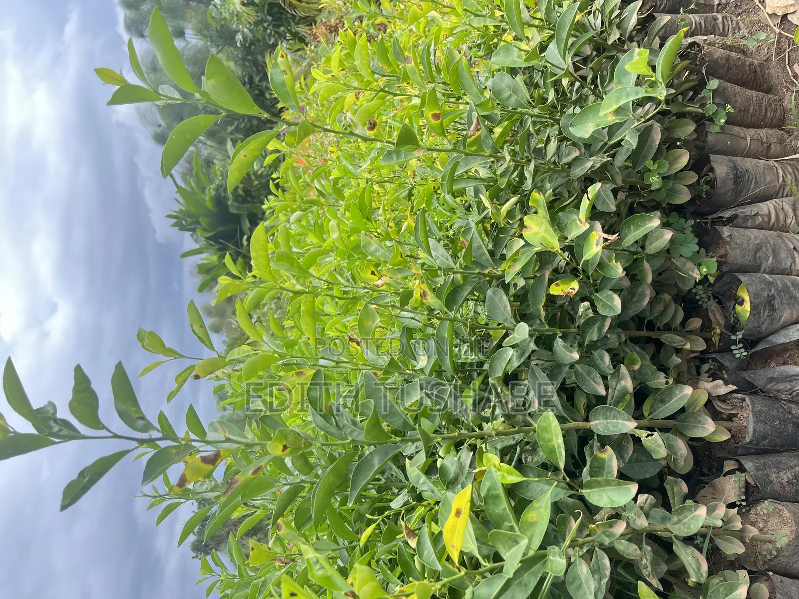 Fruits And Herbs