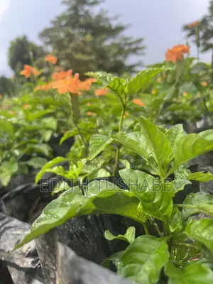 Flowers Fruits and Trees