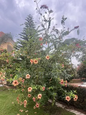Flowers Fruits and Trees