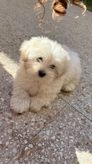 3-6 months Female Purebred Maltese