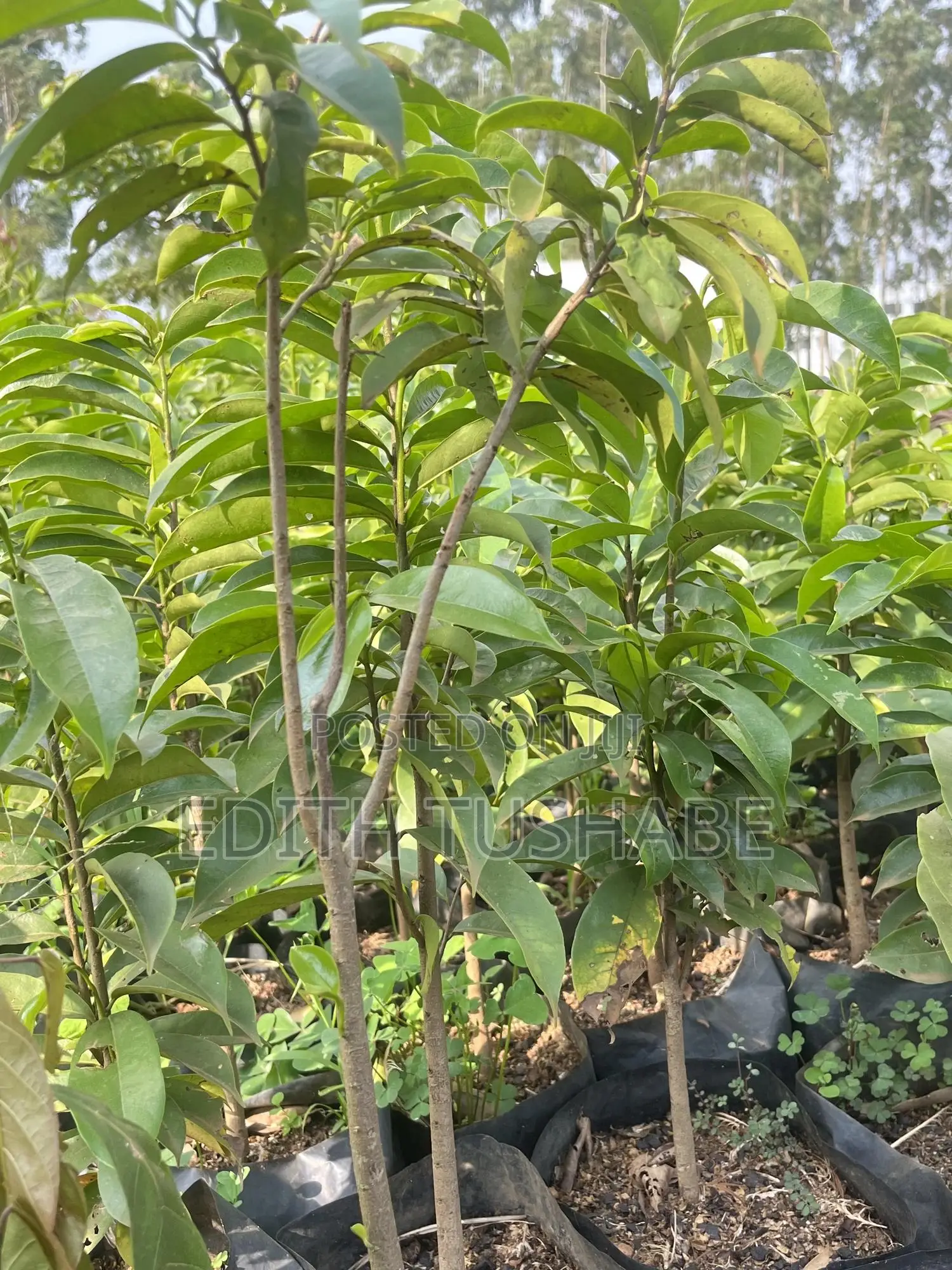 Fruits And Herbs