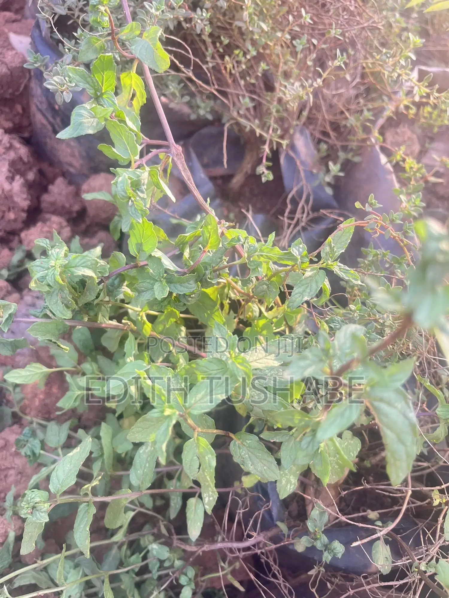 Fruits And Herbs
