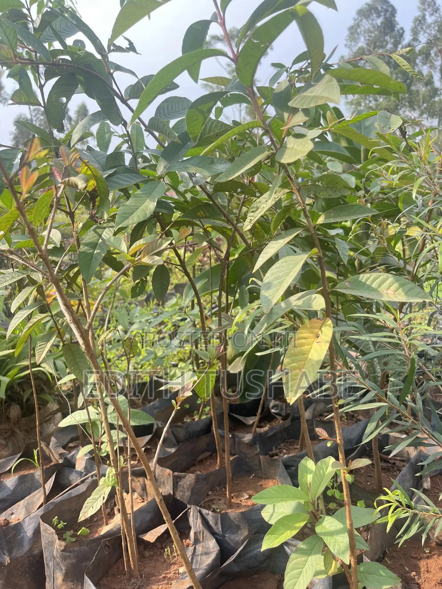 Fruits And Herbs