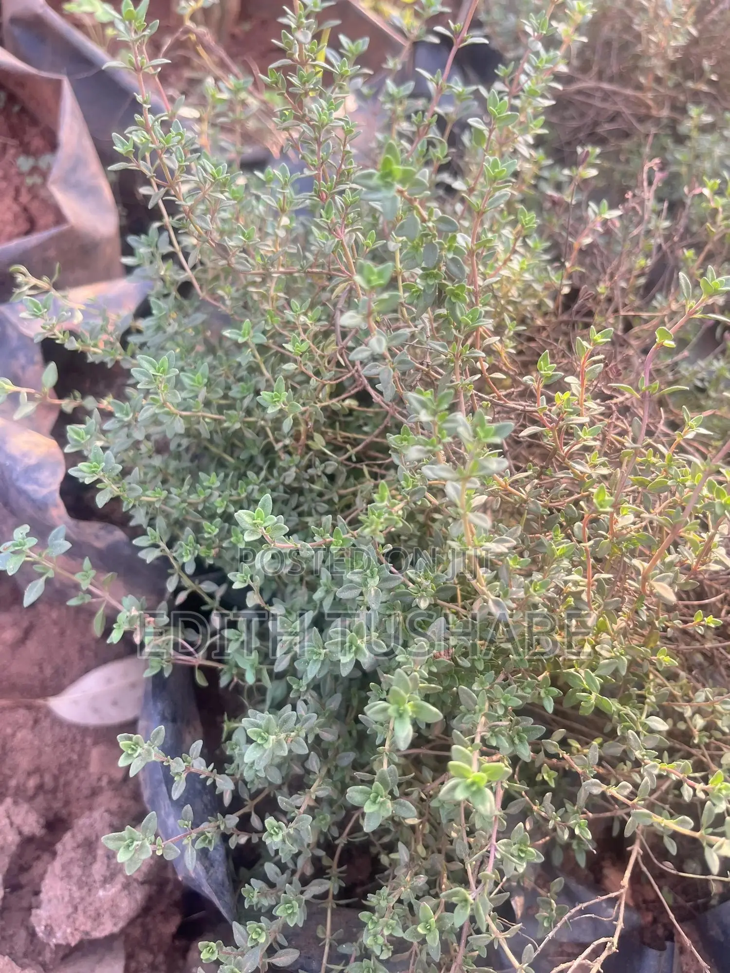 Fruits And Herbs