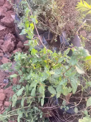 Fruits And Herbs
