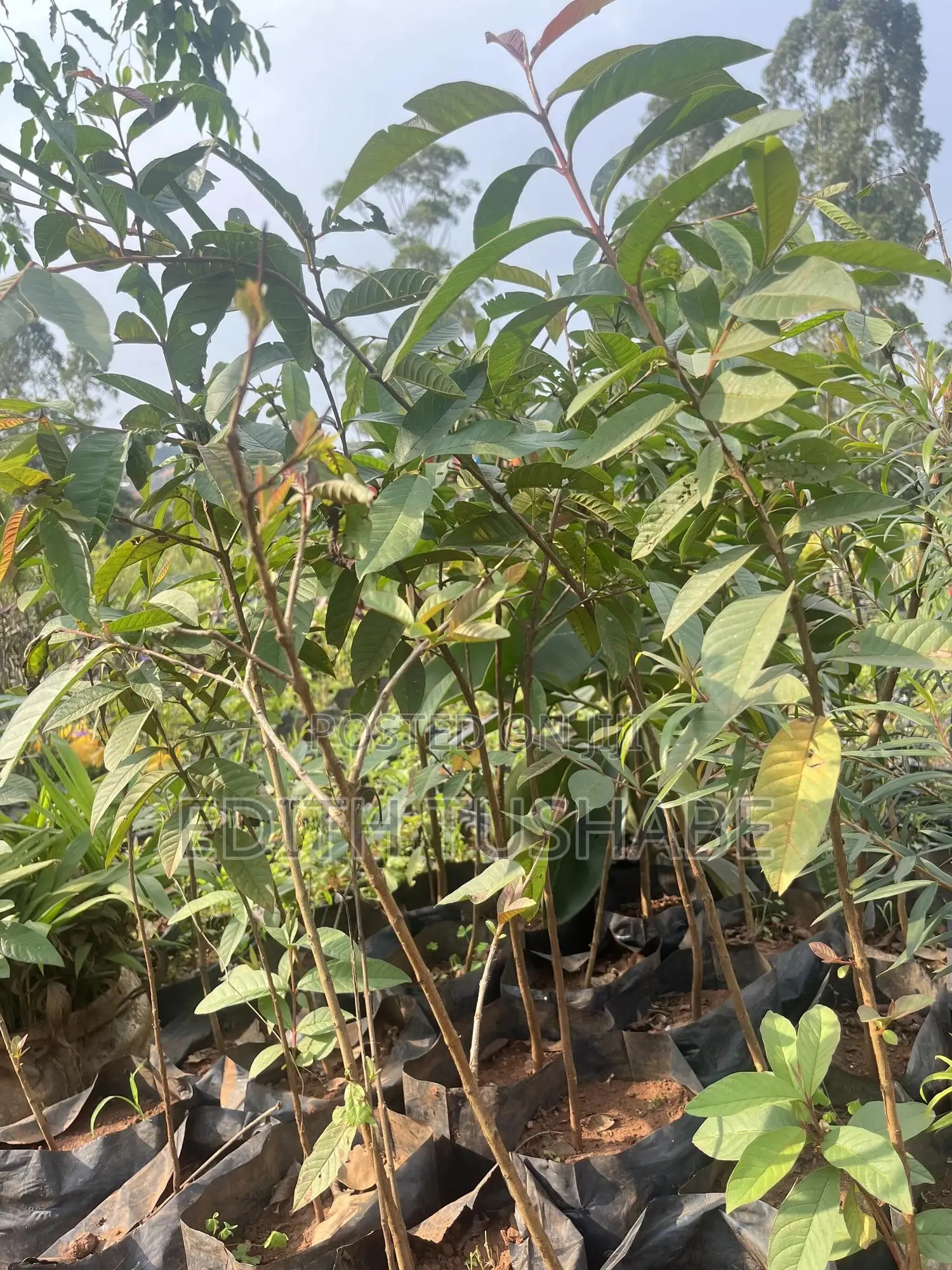 Fruits And Herbs