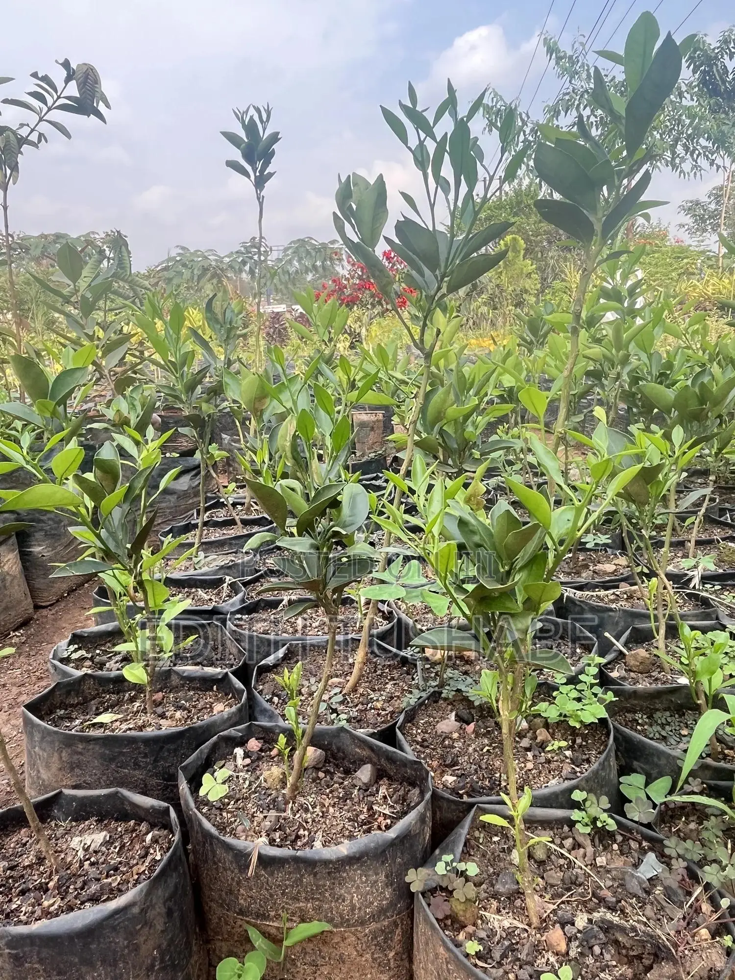Fruits And Herbs