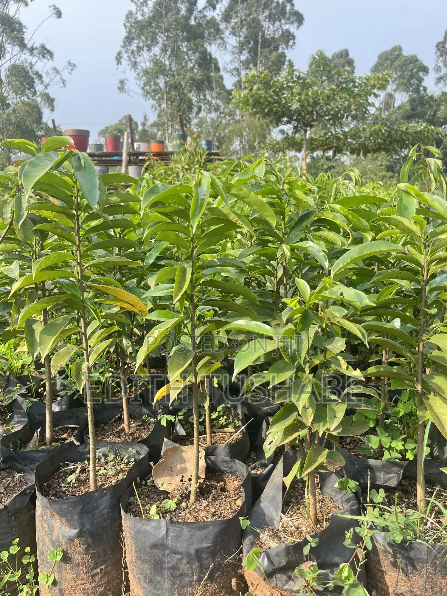 Fruits And Herbs