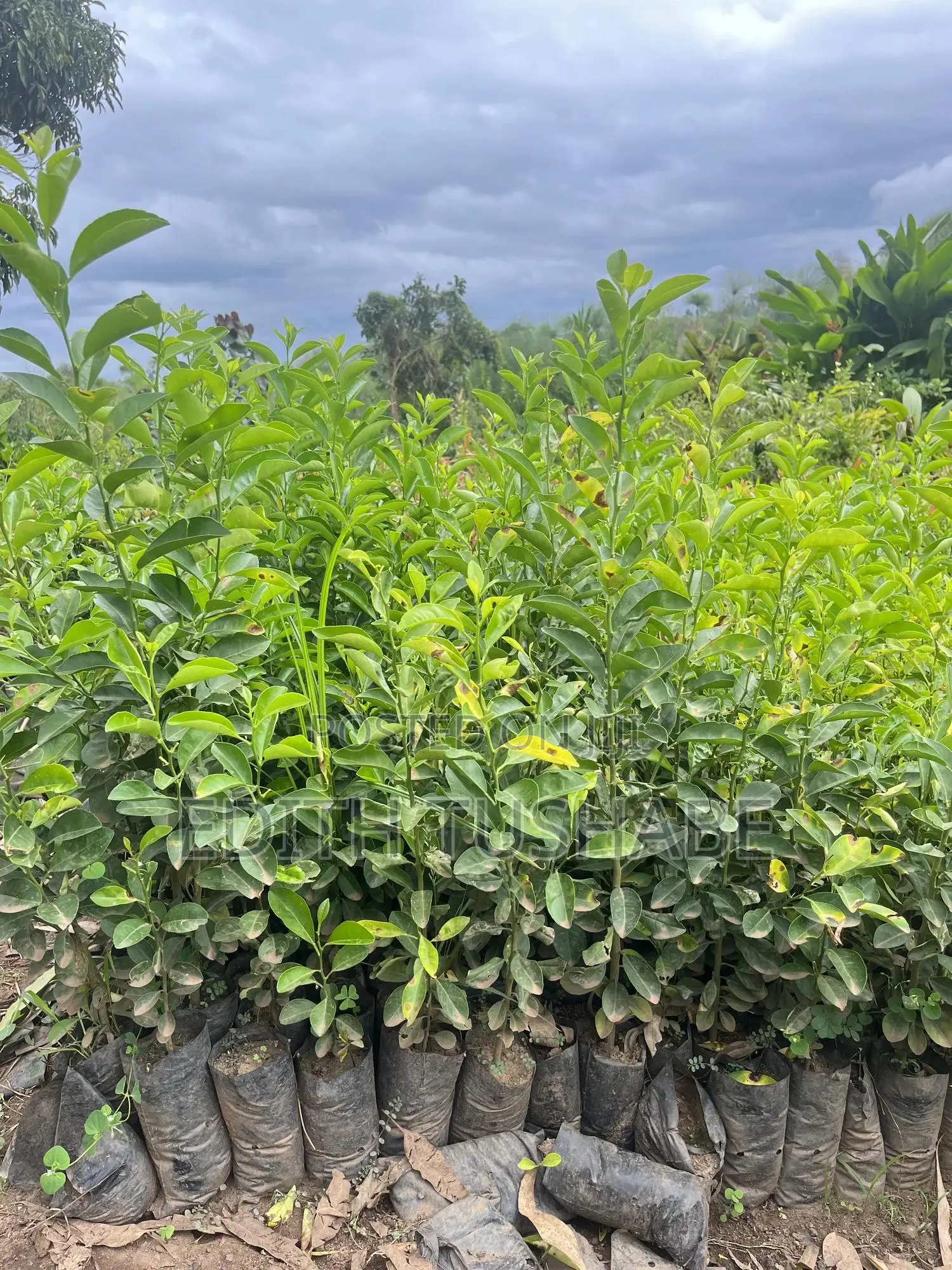 Fruits And Herbs