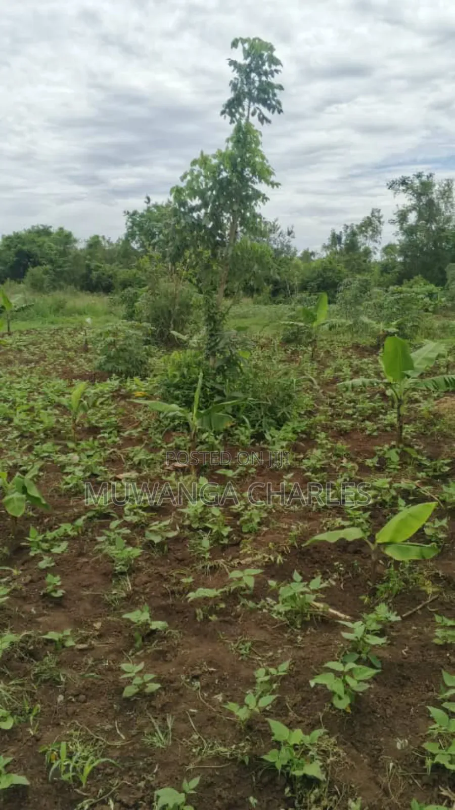 Plots on Sale in Matugga Kavule