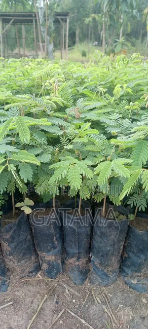 Albizia/Omugavu Seedlings