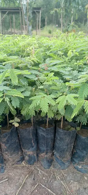 Albizia/Omugavu Seedlings