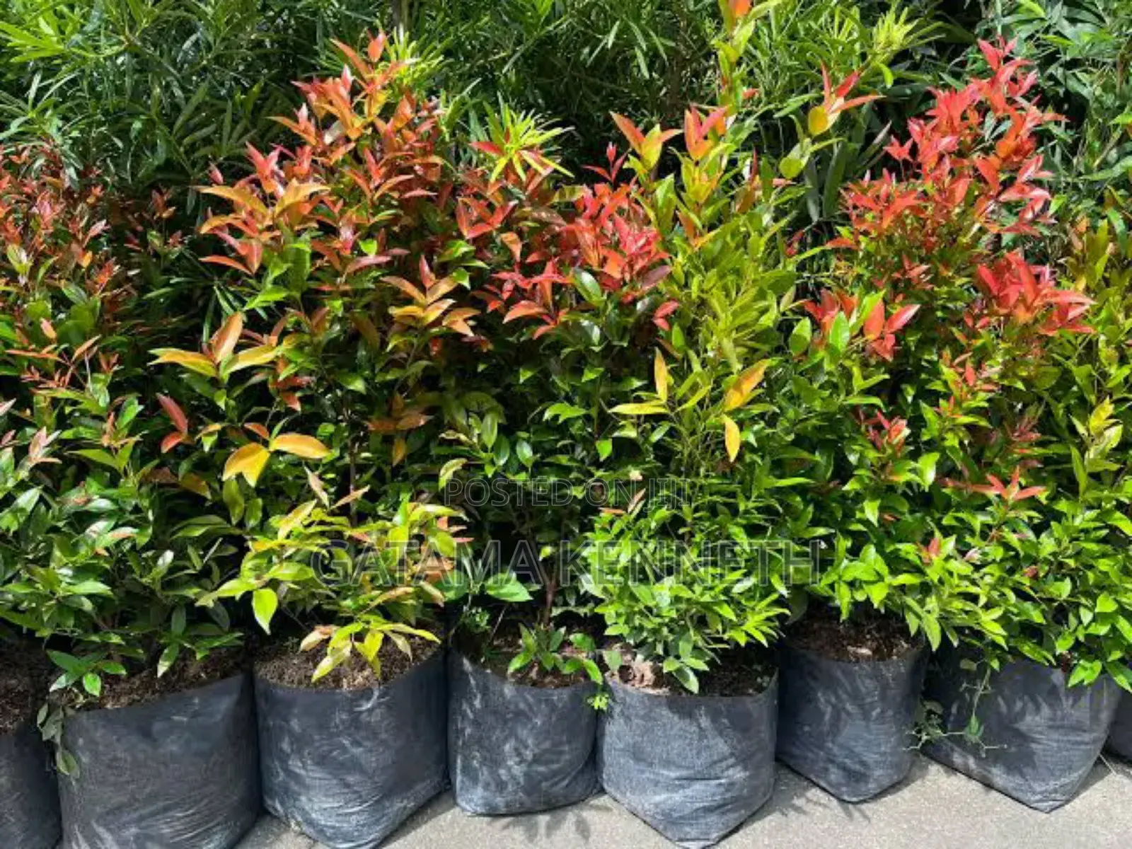 Euginia Seedlings