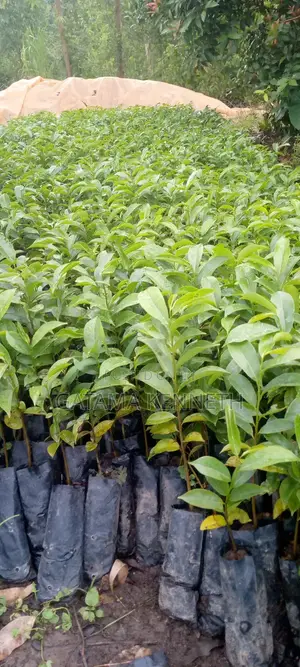 Soursop/Kitaferi/Anona Muricata Seedlings