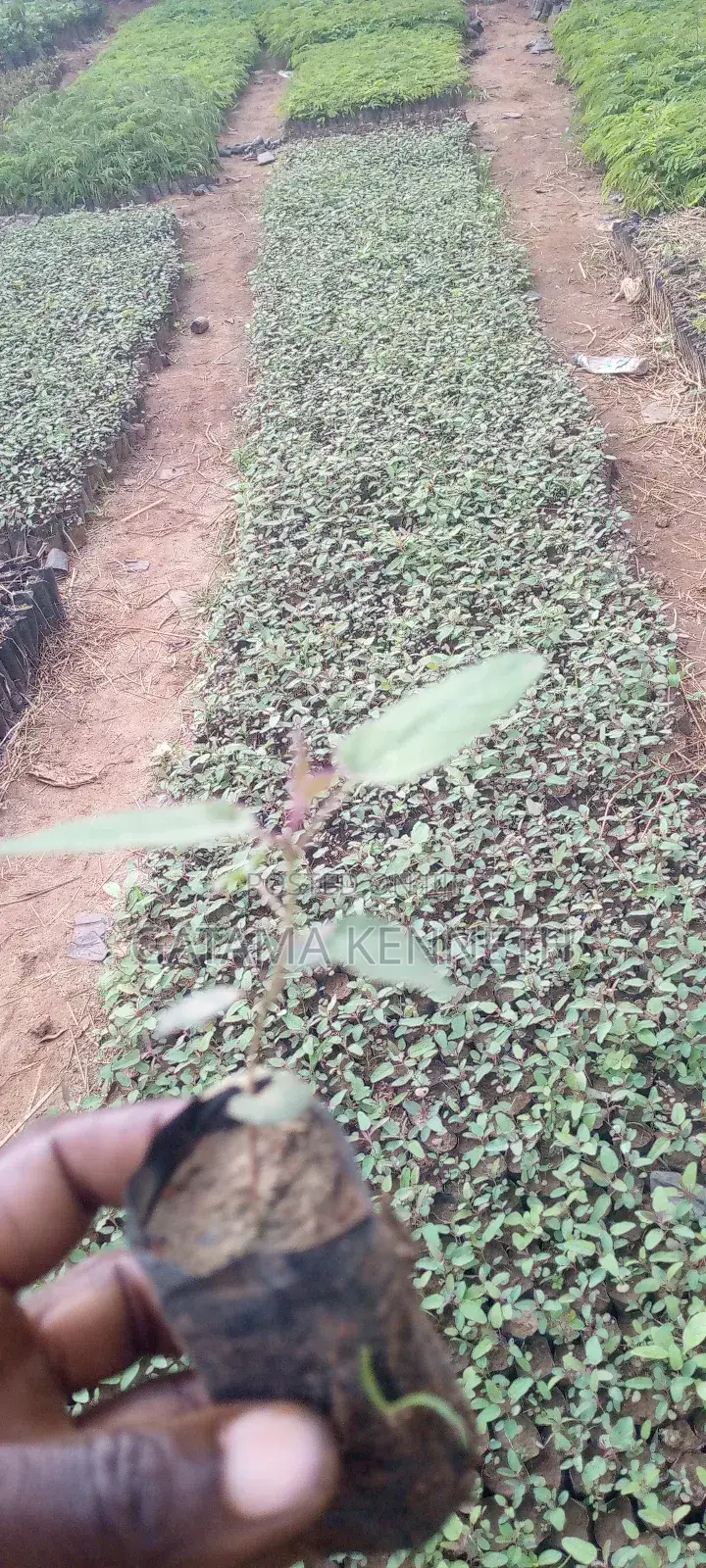 Lemon Eucalyptus