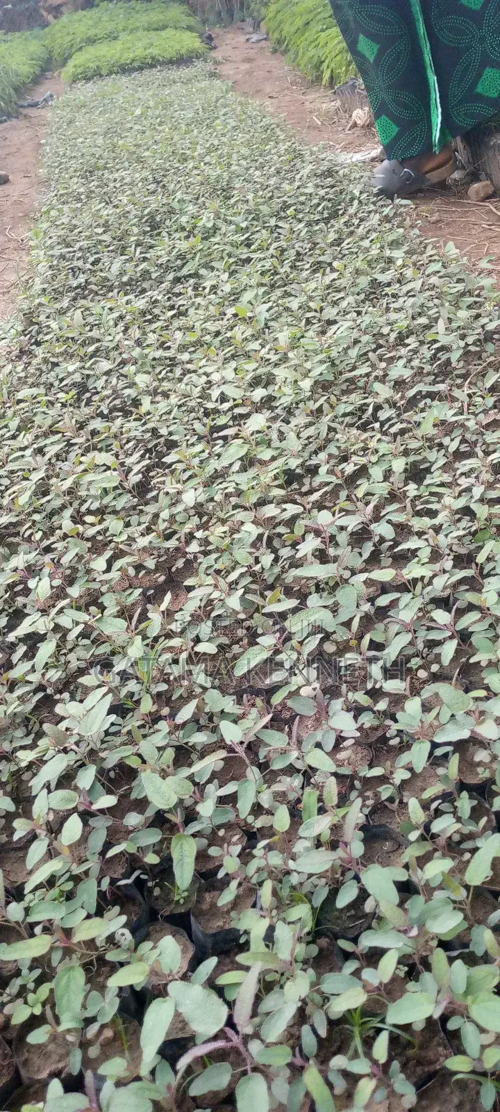 Lemon Eucalyptus