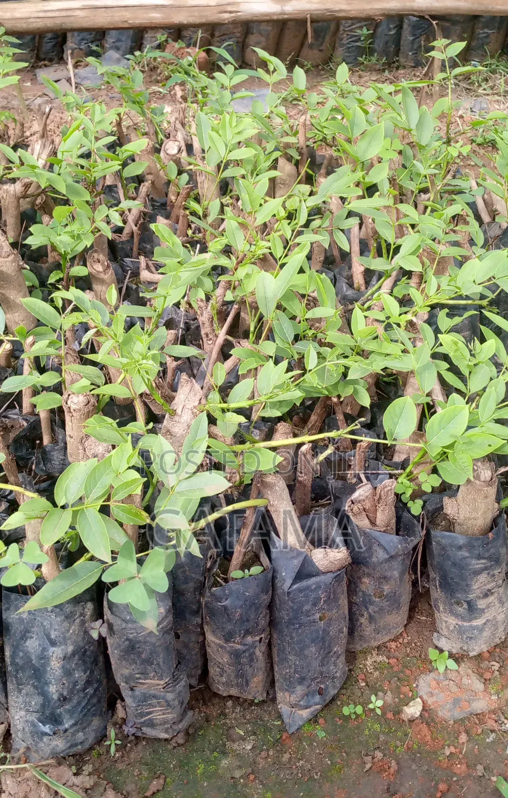 Kigelia Africana/Omusa Seedlings