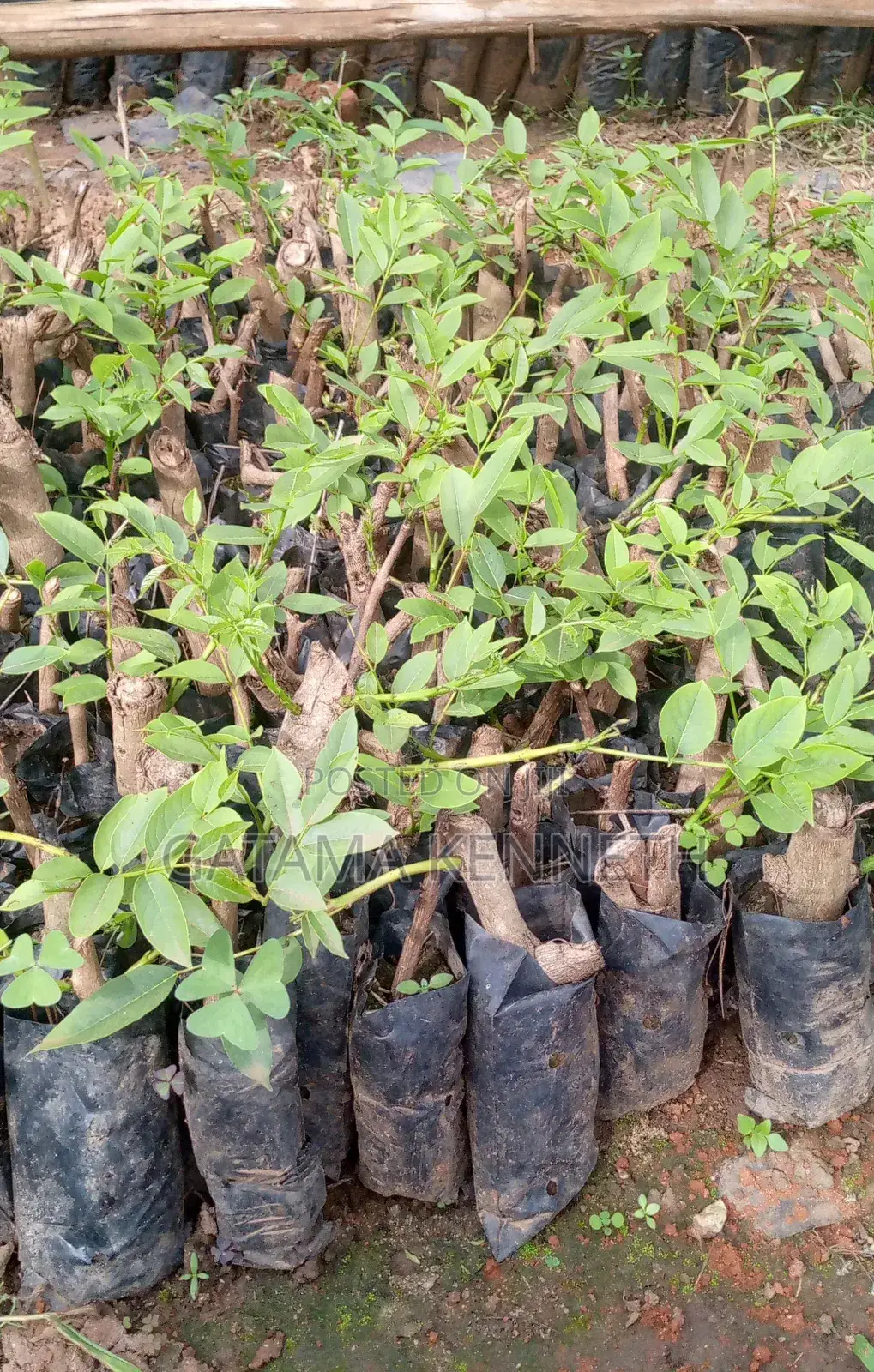 Kigelia Africana/Omusa Seedlings