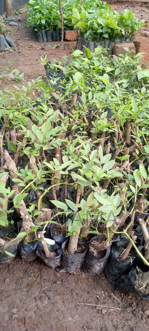 Kigelia Africana/Omusa Seedlings