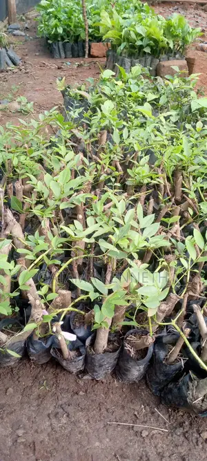 Kigelia Africana/Omusa Seedlings
