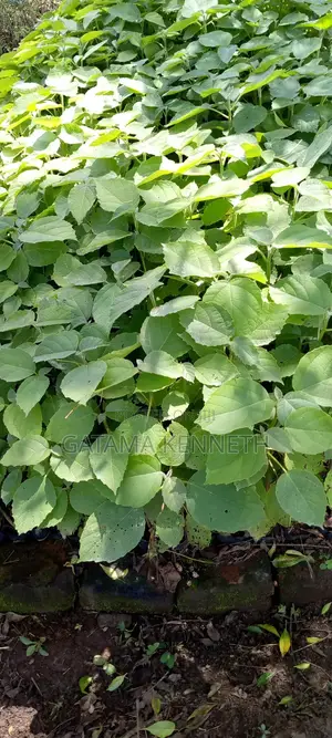 Codia/Omukebu Tree Seedlings