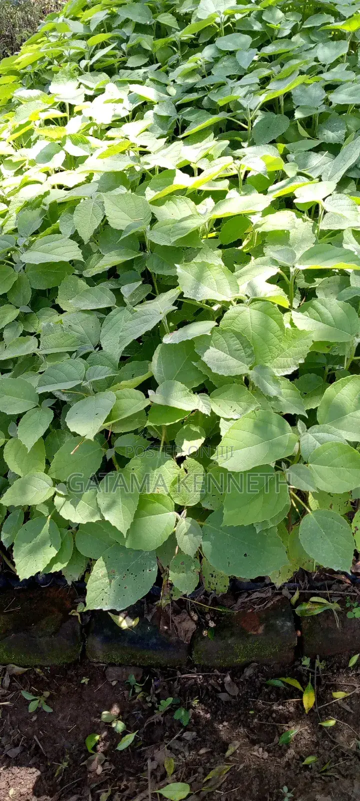 Codia/Omukebu Tree Seedlings
