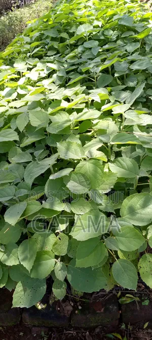 Codia/Omukebu Tree Seedlings