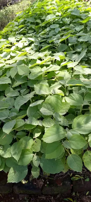 Codia/Omukebu Tree Seedlings