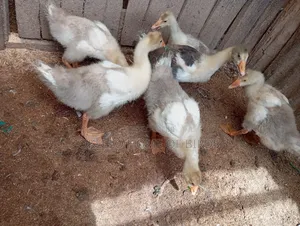 2 Goslings for Sell