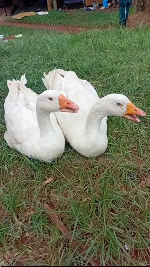2 White Geese for Sell