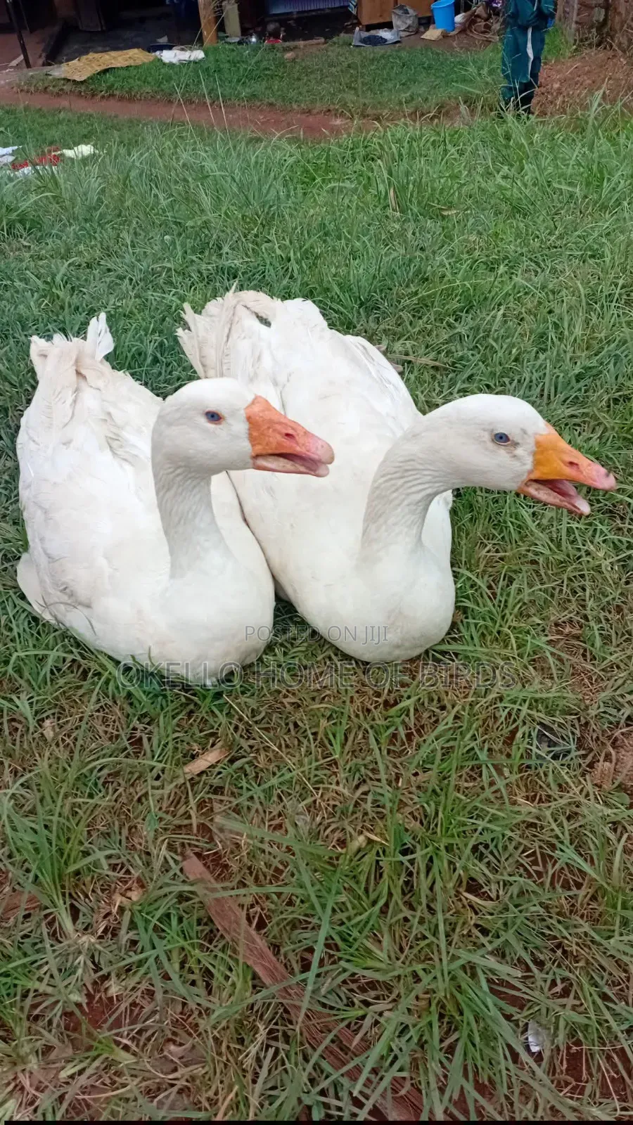 2 White Geese for Sell