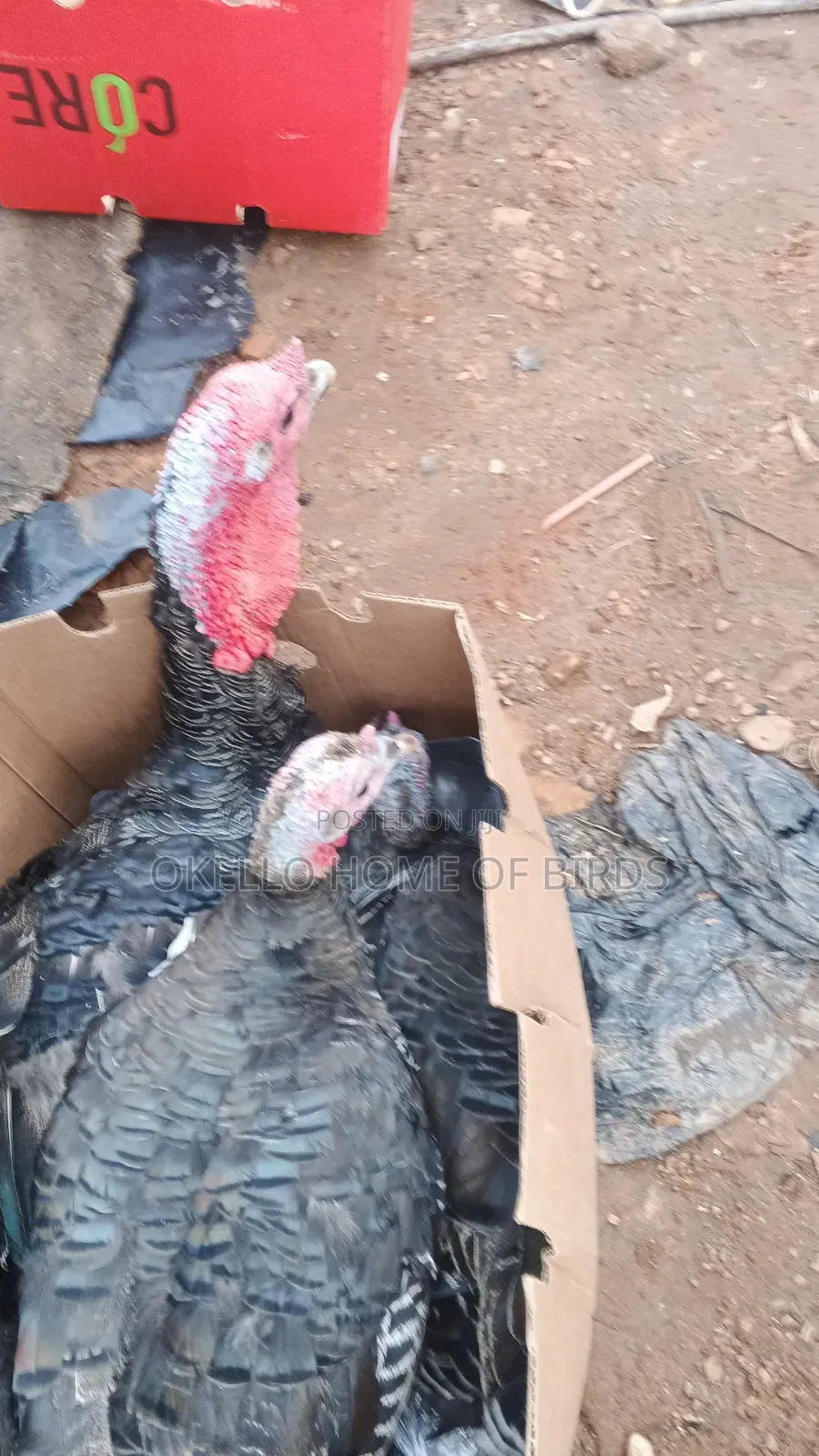 2 Females and 1 Male Turkey for Sell