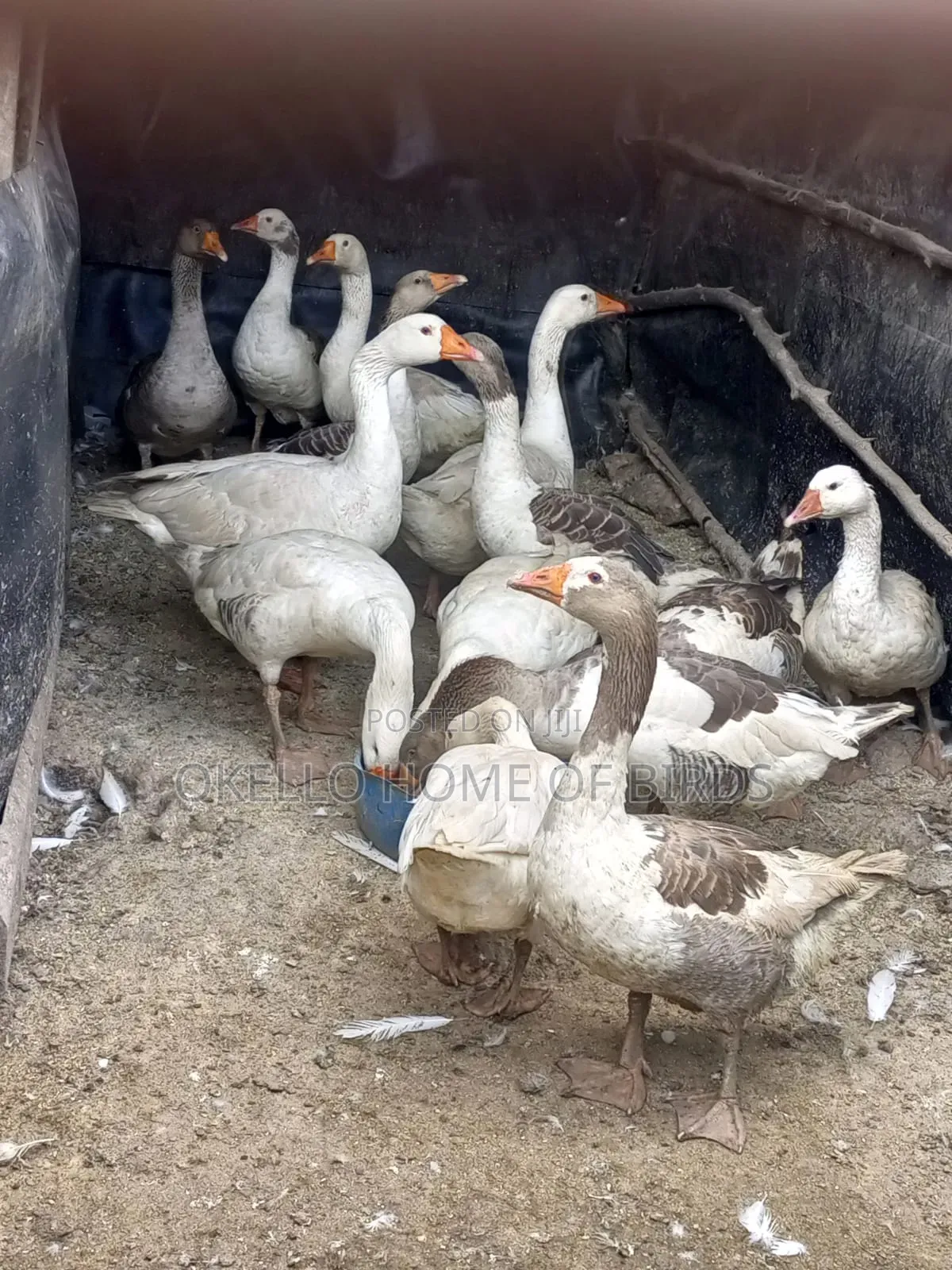 12 Adult Geese for Sell