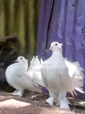 2 Fantail Pigeons White for Sell