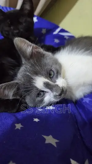 1-3 months Male Purebred American Curl