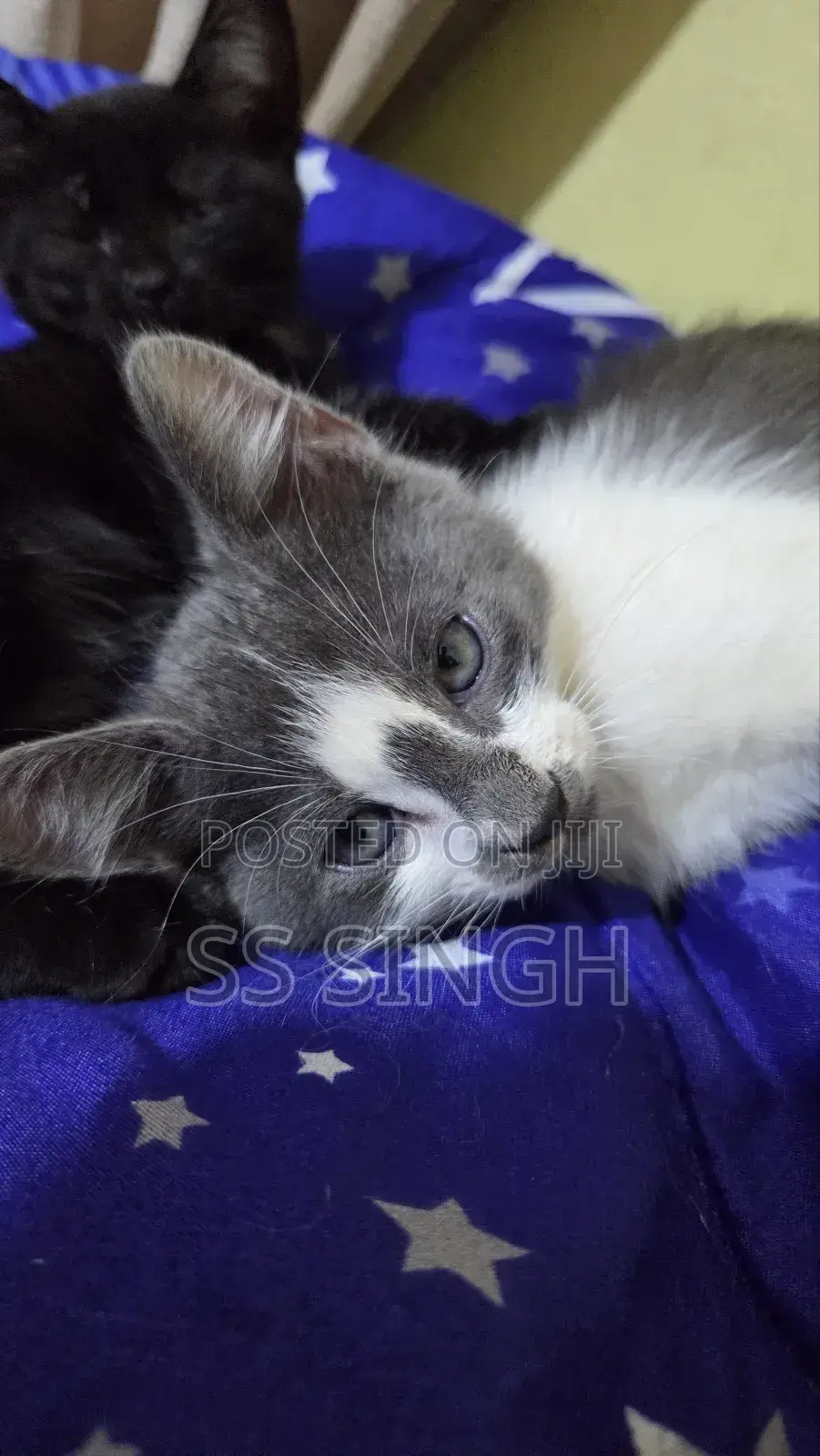 1-3 months Male Purebred American Curl