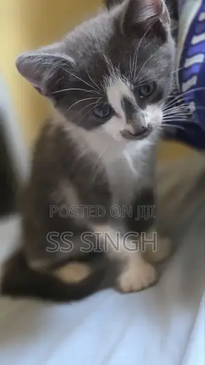 1-3 months Male Purebred British Shorthair