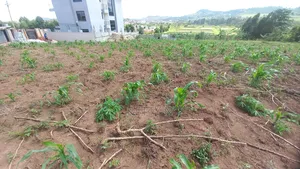 2 Plots of 50x100 for Sale at Kajansi