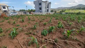 2 Plots of 50x100 for Sale at Kajansi