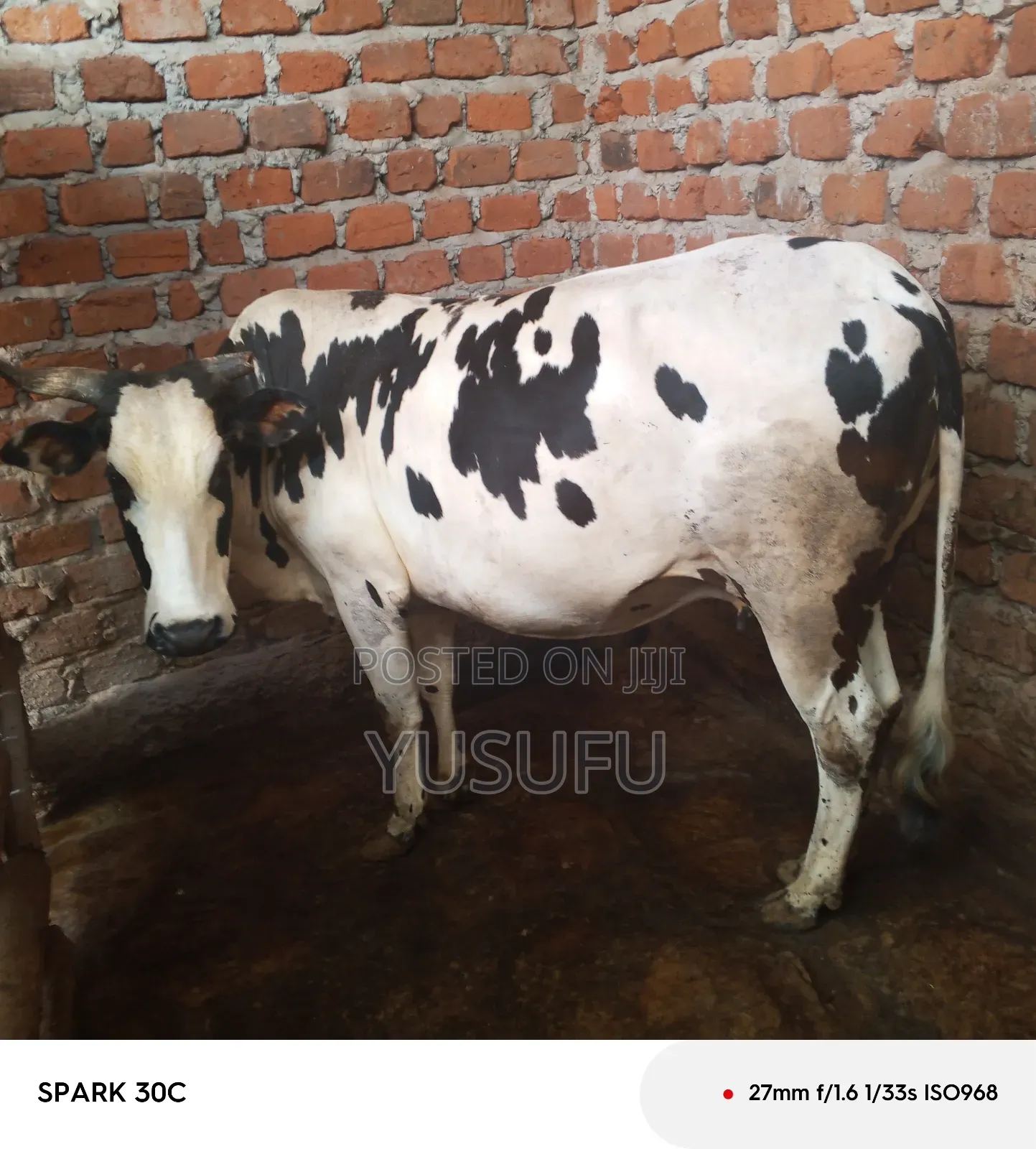 Pregnant Cow for Sell 7 Months Pregnancy